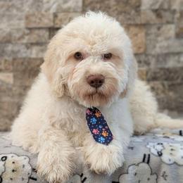 Riggs - White male Lagotto Romagnolo puppy in West Jordan, Utah from Salt Lake Lagotto