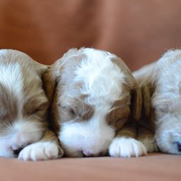 Goldendoodle Puppies from Maggies Doodles (maggiesdoodlesaz.com)