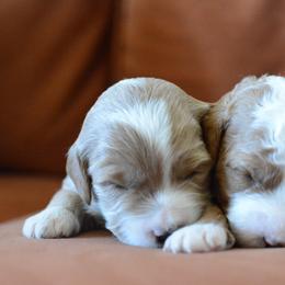 Goldendoodle Puppies from Maggies Doodles (maggiesdoodlesaz.com)