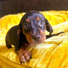 Cherry Pie - Black and tan female Dachshund puppy in Austin, Texas from Duchess Daphne's Doxie Empire