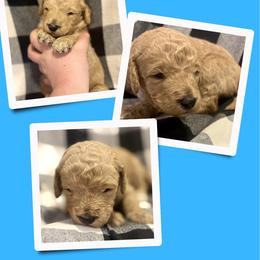 Kismet - Apricot male Goldendoodle puppy in Bluefield, Virginia from Love on a Leash