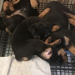 Rottweiler Puppies from Von Helden Herz