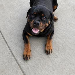 Ximazey DR( pregnant) - Black and mahogany female Rottweiler puppy in Parker, Colorado from Denver Rotties