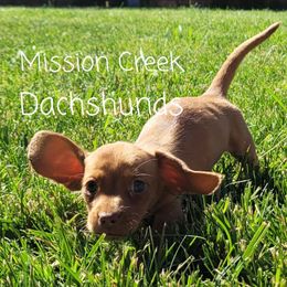 Dachshund Puppies from Mission Creek Dachshunds