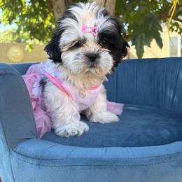 Shih Tzu Puppies from Spoiled ShihTzu LLC