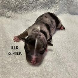 Snickers - Blue merle male Toy Australian Shepherd puppy in Luzerne, Iowa from Rouse's Aussies