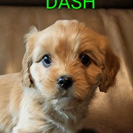 Dash - Cream male Cavaton puppy in Waukesha, Wisconsin from A Little Dog'll Do Ya