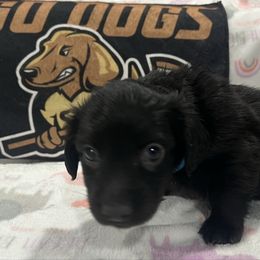 Goliath ( lg black ) - Black male Dachshund puppy in Wesley Chapel, Florida from Russell Lee Overton