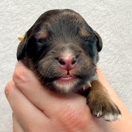 And Peggy (Yellow collar) - Phantom female Bernedoodle puppy in Boiling Springs, South Carolina from OlliePups, LLC