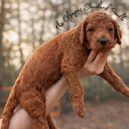 Merlot - Red  male Poodle puppy in Spring Hills, Florida from The Olympus Standard Poodle