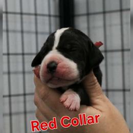 Red Collar Boy - Mantle male Great Dane puppy in Longview, Texas from Lazy A Danes