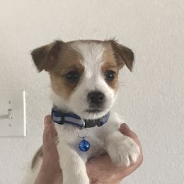 Boy 1 - White and tan Russell Terrier puppy in Commerce City,, Colorado from Briarwood Creek Russell Terriers
