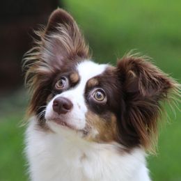 Roo - Australian Shepherd