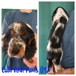 Cabo AKA Pants - Black white and tan male English Springer Spaniel puppy in Spokane, Washington from Prairie Lane Springer Spaniels