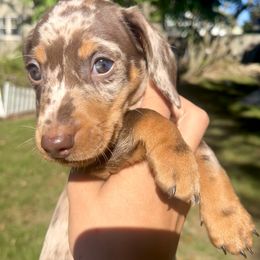 Dachshund Puppies from Weenie Bros
