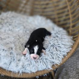Pecan - Black tri female Miniature Australian Shepherd puppy in Killen, Alabama from Wilkers Wholehearted Mini Aussies