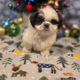 Poodle, Shichon, Shihpoo, Shih Tzu, and Shorkie Puppies from Ever After Tails