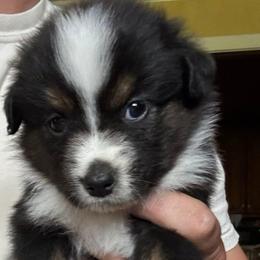 Nala - Black tri-color female Australian Shepherd puppy in New Houlka, Mississippi from Skuna River Ranch