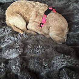 Girl 2 - Apricot female Goldendoodle puppy in Antigo, Wisconsin from Cedar River Kennel