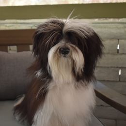 Birdie - Havanese