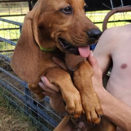 Bloodhound All Grown Up from Castaways Hooves & Hounds