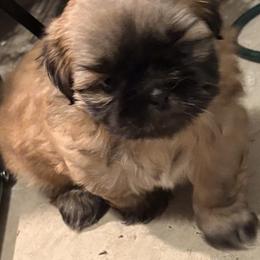 Boy 1 - Sable and white male Shih Tzu puppy in Kingsland, Georgia from Shih-tzu Dynasty