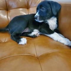 Xoloitzcuintli Puppies from Xoloitzcuintli Companions