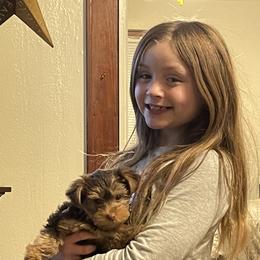 Yorkshire Terrier Puppies from Paw-Perfect Palace