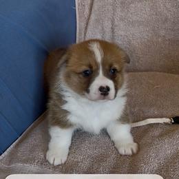 Girl 3 - Red female Pembroke Welsh Corgi puppy in Waxahachie, Texas from 4G Farms