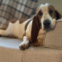 Lonnie Lee - Basset Hound