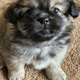 Tibetan Spaniel Puppies from Trillium Tibetan Spaniels