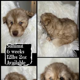 Summit - Red and white male Siberian Husky puppy in Florence, Kentucky from Moonlight Howl Huskies