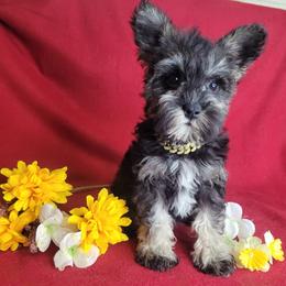 Shadow - Black and silver female Miniature Schnauzer puppy in Fairhope, Alabama from Puppy Sugars Kennels