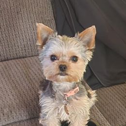 Yorkshire Terrier All Grown Up from Fall River Yorkies