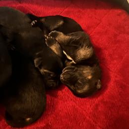 German Shepherd Puppies from George Creek Kennel