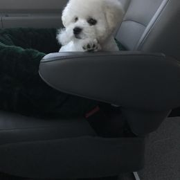 Bichon Frise Puppies from Four Oaks