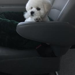 Bichon Frise Puppies from Four Oaks