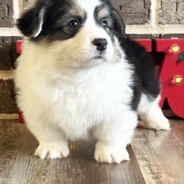 Cupid - Black and tan male Pembroke Welsh Corgi puppy in Muldrow, Oklahoma from Dean’s Rustic Ranch Corgis and Horses