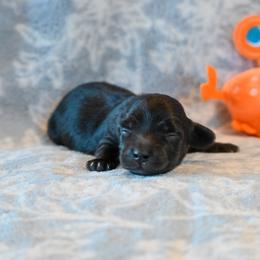 Willy - Black male Dachshund puppy in Guthrie, Kentucky from Triple T Dachshunds
