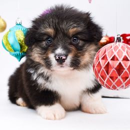 Relic - Black and tan male Pembroke Welsh Corgi puppy in San Antonio, Texas from Moxxi's Legacy Corgis