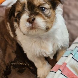 Claire - Tricolor female Shih Tzu puppy in Kings Mountain, North Carolina from NC Shih Tzus by Tammy
