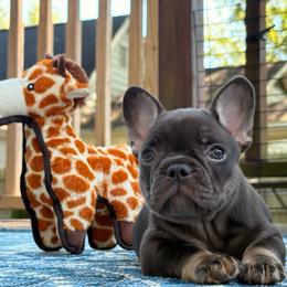 Scully - Tricolors female French Bulldog puppy in Almo, Kentucky from Busy Bee French Bulldogs