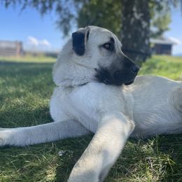 Tucker - Anatolian Shepherd Dog