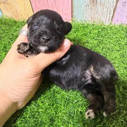 Stella - Black and silver female Miniature Schnauzer puppy in Lufkin, Texas from C&K’s Schnauzer House