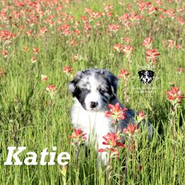 Katie - Blue merle Australian Shepherd puppy in Honey Grove, Texas from Fox Creek