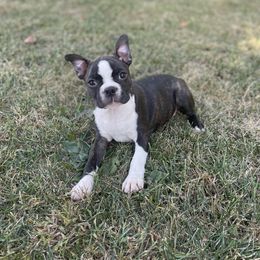Rocky - Black brindle and white male Boston Terrier puppy in Fillmore, Illinois from Wind Hill Puppies