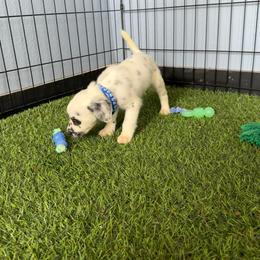 Ace - long coat - White and black male Dalmatian puppy in Sedalia, Missouri from Missouri Dalmatians