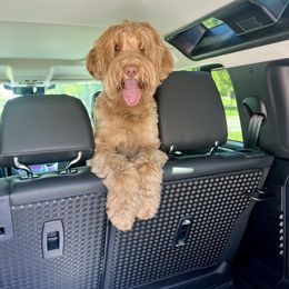 Australian Labradoodle All Grown Up from Heritage Manor Labradoodles (HML)