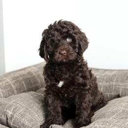 Halli-Sue - Chocolate female Australian Labradoodle puppy in Williamstown, New York from Lewis Manor Labradoodles
