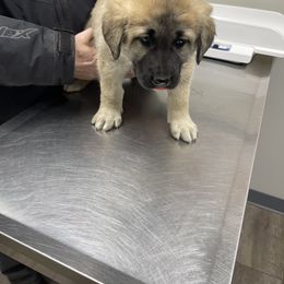 Anatolian Shepherd Dog Puppies from Smithville Hay Livestock Guardian Dogs